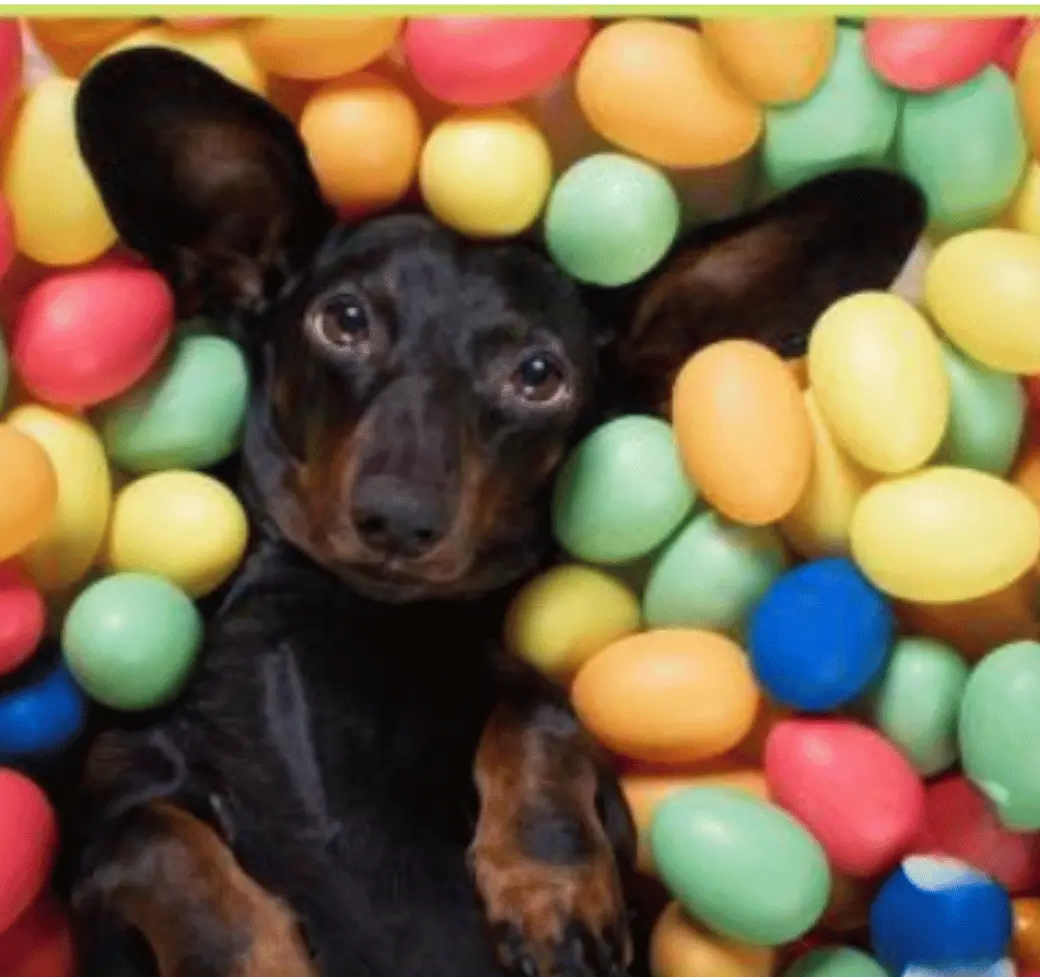 Dachshund surrounded by colorful Easter eggs — adorable dog Easter party inspiration