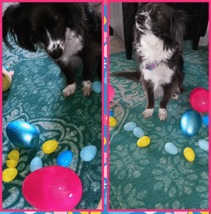 Real doggy Easter egg hunt — dog surrounded by colorful plastic Easter eggs indoors